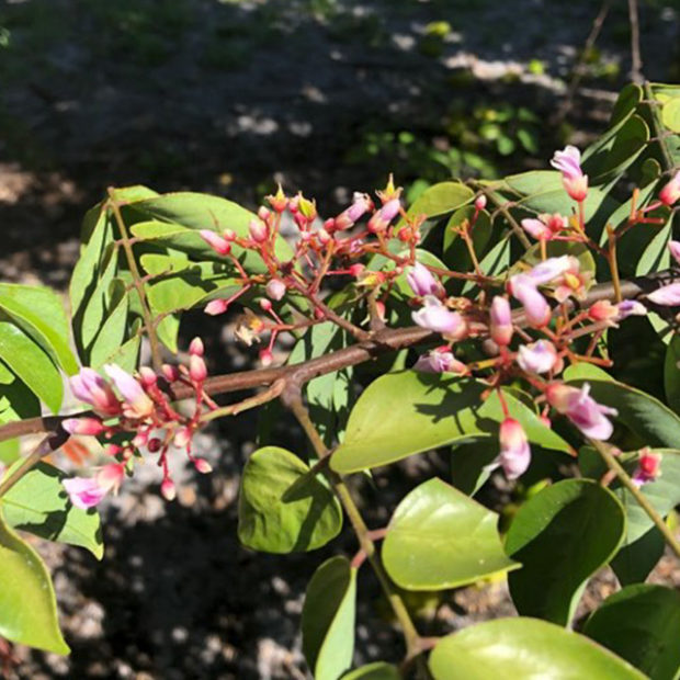 Starfruit spring