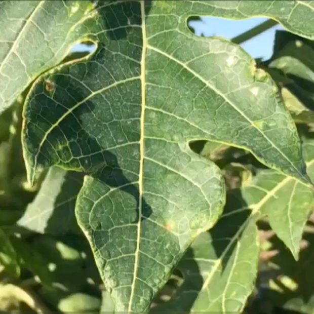 What’s under those leaves?