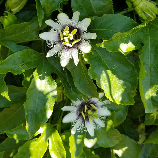 Passionate about the passionfruit