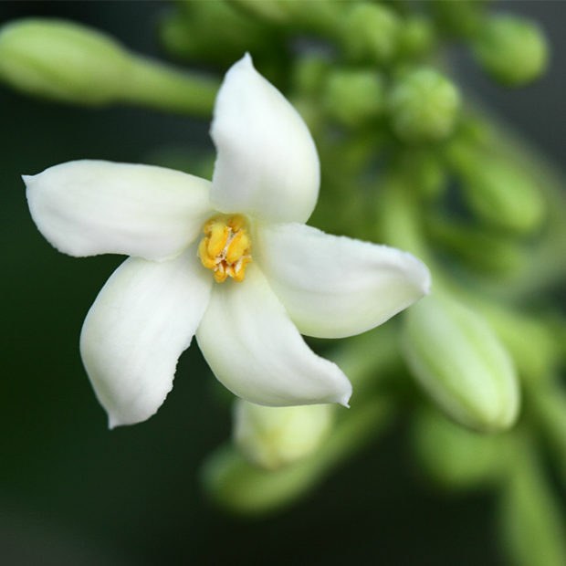 Flower sweet