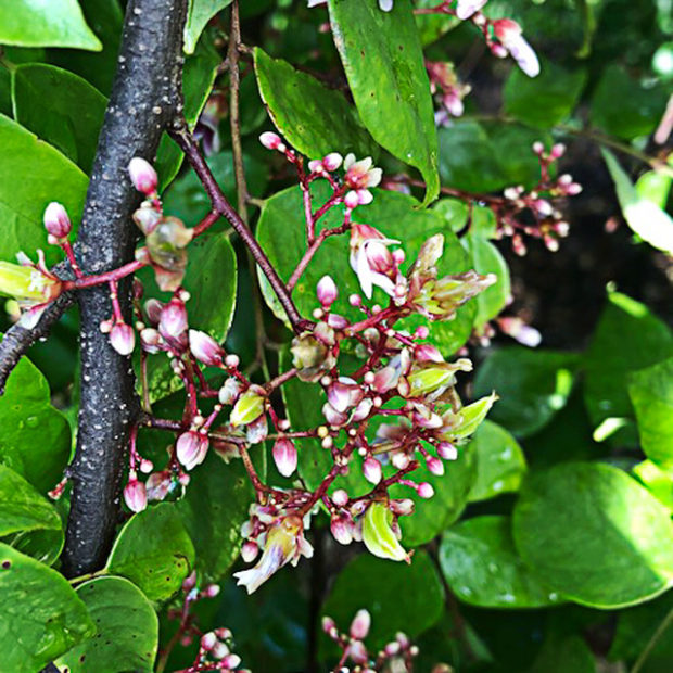 Starfruit’s flower