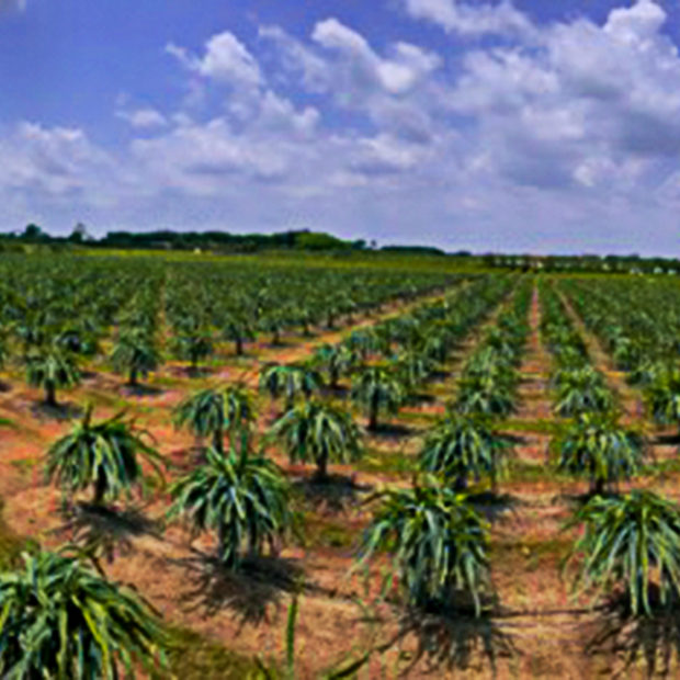 Dragonfruit field panorama