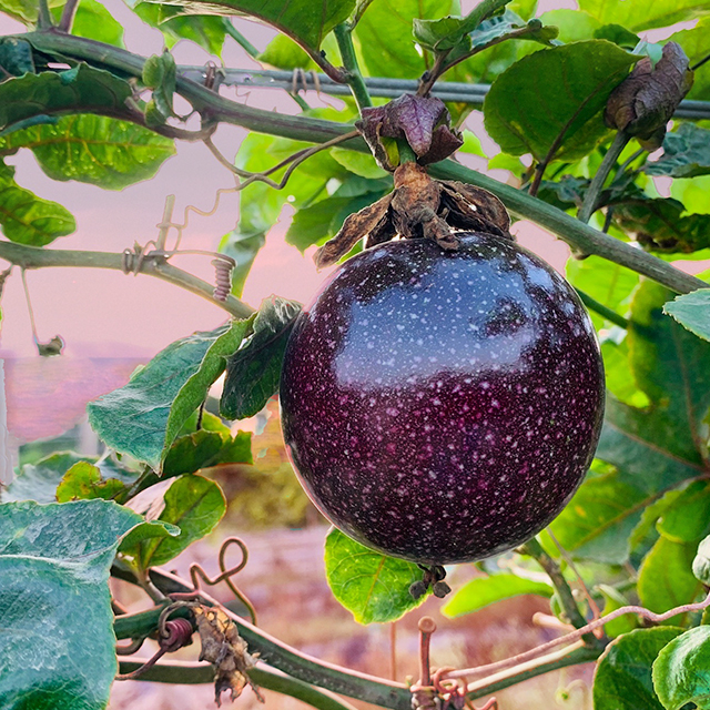 passionfruit2insta