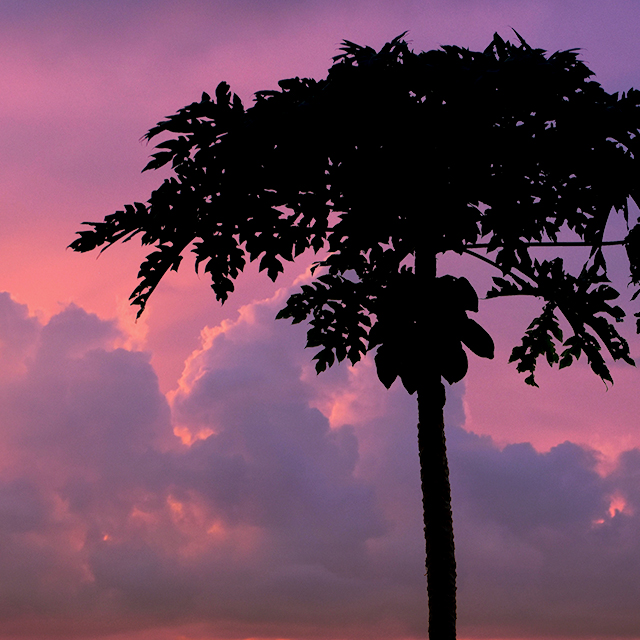sunsetpapayainsta