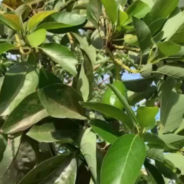 Avocado field update