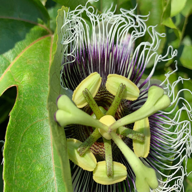 Passionfruit’s flower