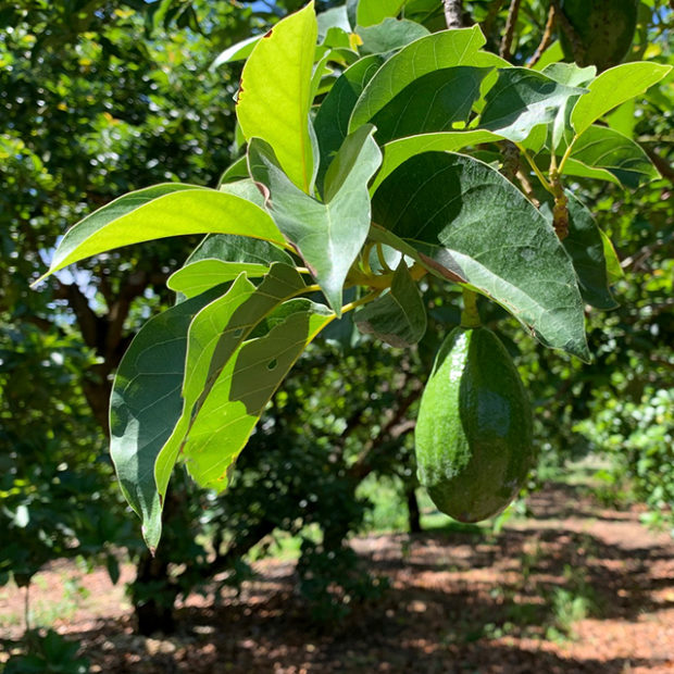 Walk in an avocado grove