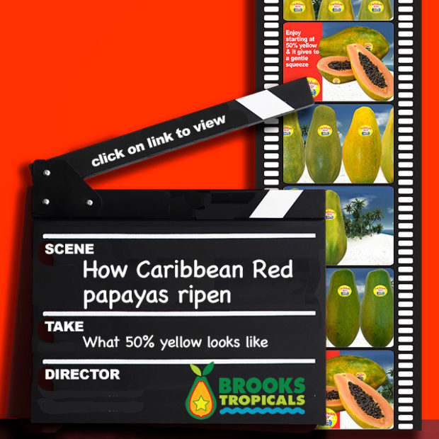 Watch how a Caribbean Red papaya ripens