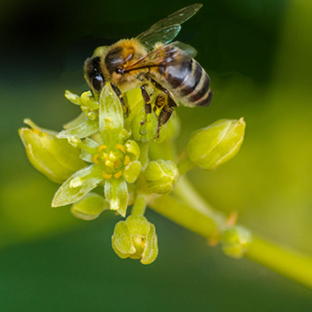 Small flower, big job