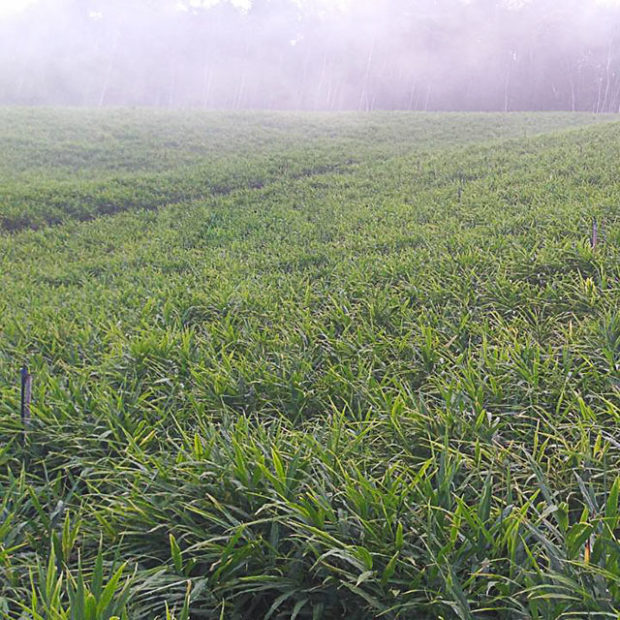 Our fields of ginger
