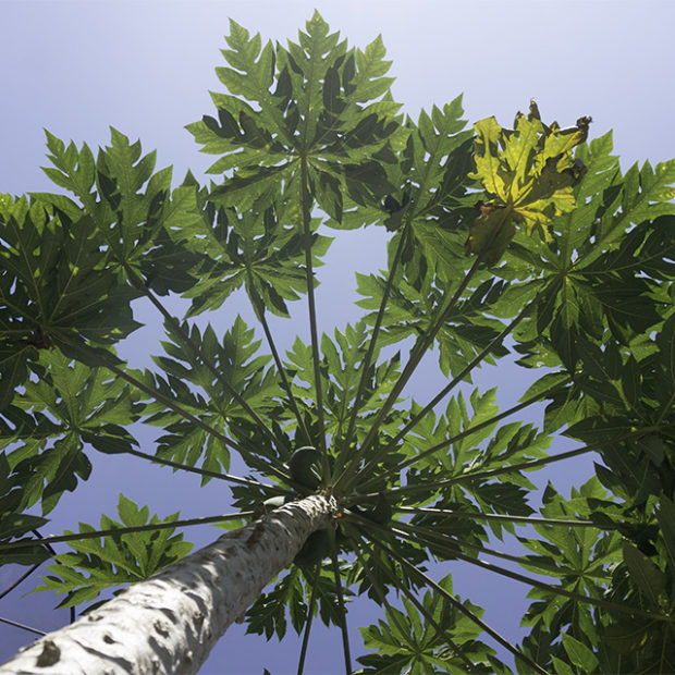 Up a papaya bush