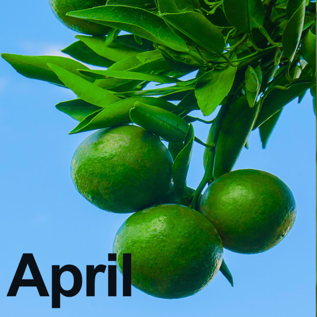 April’s tropical fruit calendar