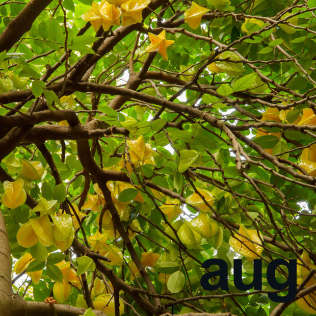 Stars shine in August