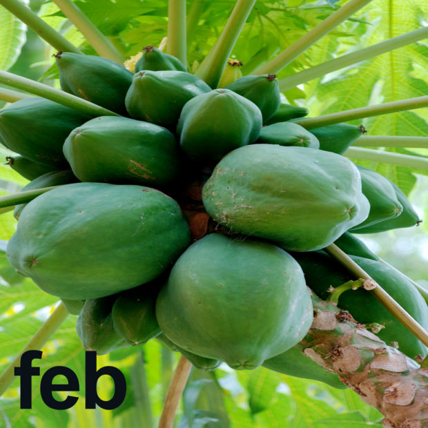 February’s tropical fruit calendar