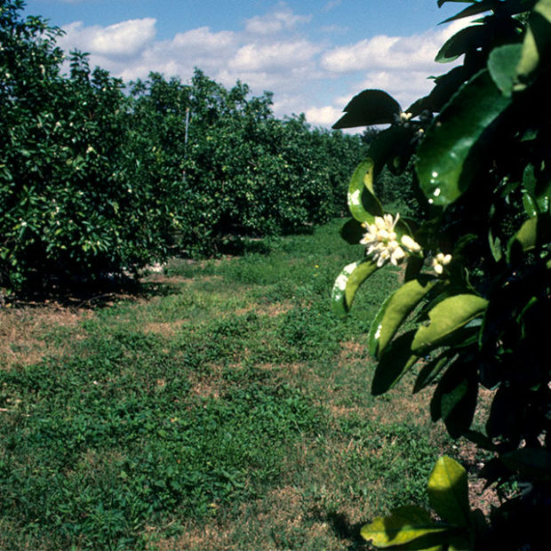 Lime’s flowers