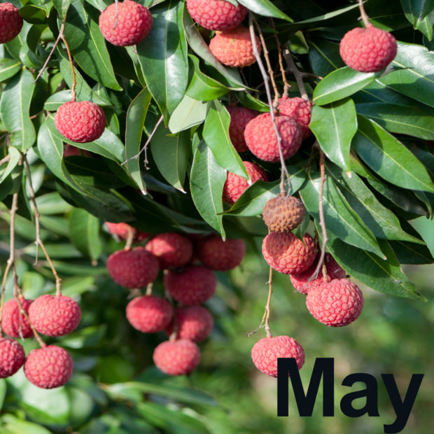 May is Lychees’ month