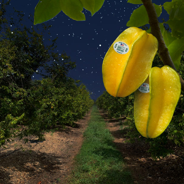 Starry, Starry Nights