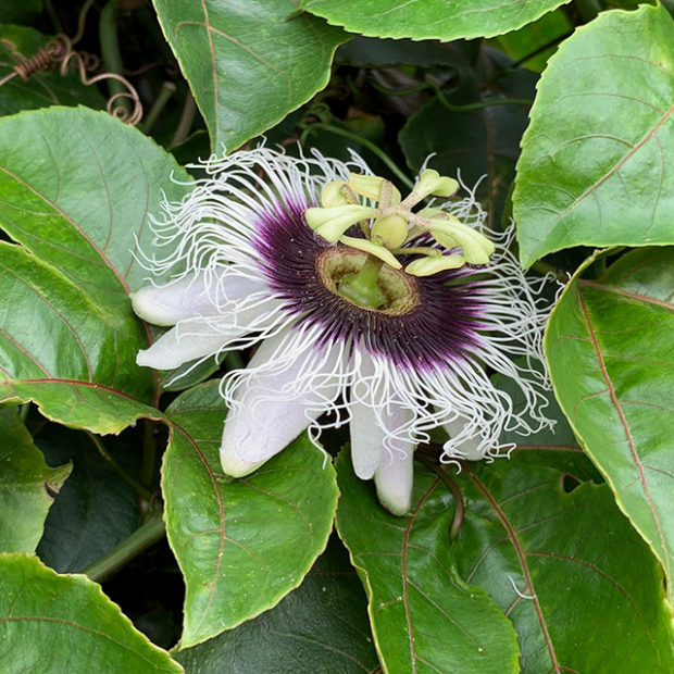 Passionfruit’s flower