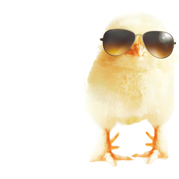 Which came first?